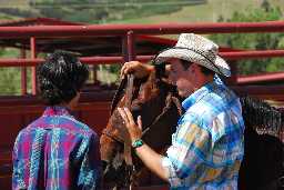 Arriving at Harlan Camp corral